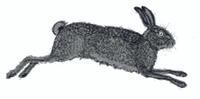 Hare.jpg