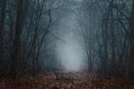 Spooky woods.jpg