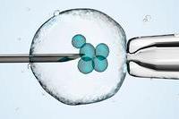 IVF process