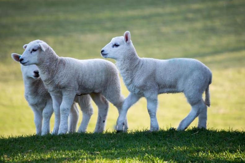 Image of three Welsh lambs